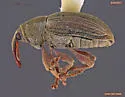 Tychius tectus - photo 2
