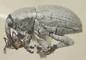 Tychius tectus - photo 3