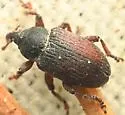 Tychius tectus - photo 5