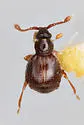 Tychobythinus bythinioides