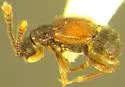 Tychus macclayi - photo 2