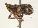 Tylanira bifurca