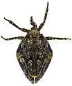 Tylanira ustulata - photo 2