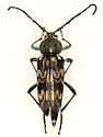 Tylcus hartwegii - photo 2