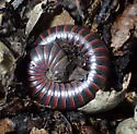 Tylobolus claremontus