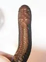 Tylobolus uncigerus - photo 2