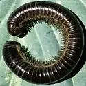 Tylobolus uncigerus - photo 5