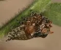 Tylocentrus quadricornis
