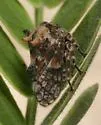 Tylocentrus quadricornis - photo 2