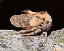 Tylocentrus quadricornis - photo 4
