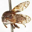 Tylocentrus reticulatus