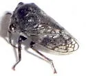 Tylocentrus reticulatus - photo 4