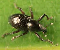 Tyloderma aereum - photo 2