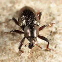 Tyloderma aereum - photo 3