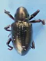 Tyloderma aereum - photo 4