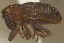 Tyloderma angustulum
