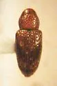 Tyloderma aquaticum
