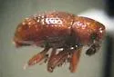 Tyloderma aquaticum - photo 2