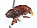 Tyloderma aquaticum - photo 3