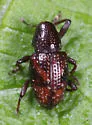 Tyloderma aquaticum - photo 4