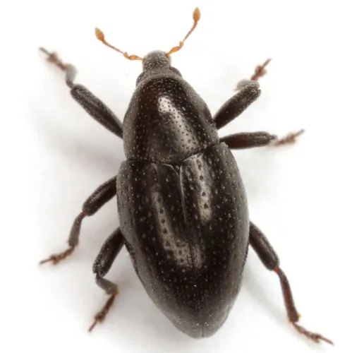 Tyloderma baridium