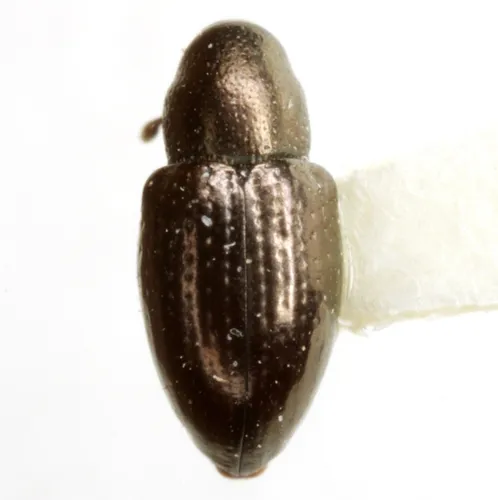 Tyloderma capitale