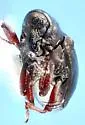 Tyloderma capitaloides - photo 2