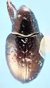 Tyloderma caseyi