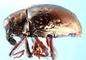 Tyloderma caseyi - photo 3