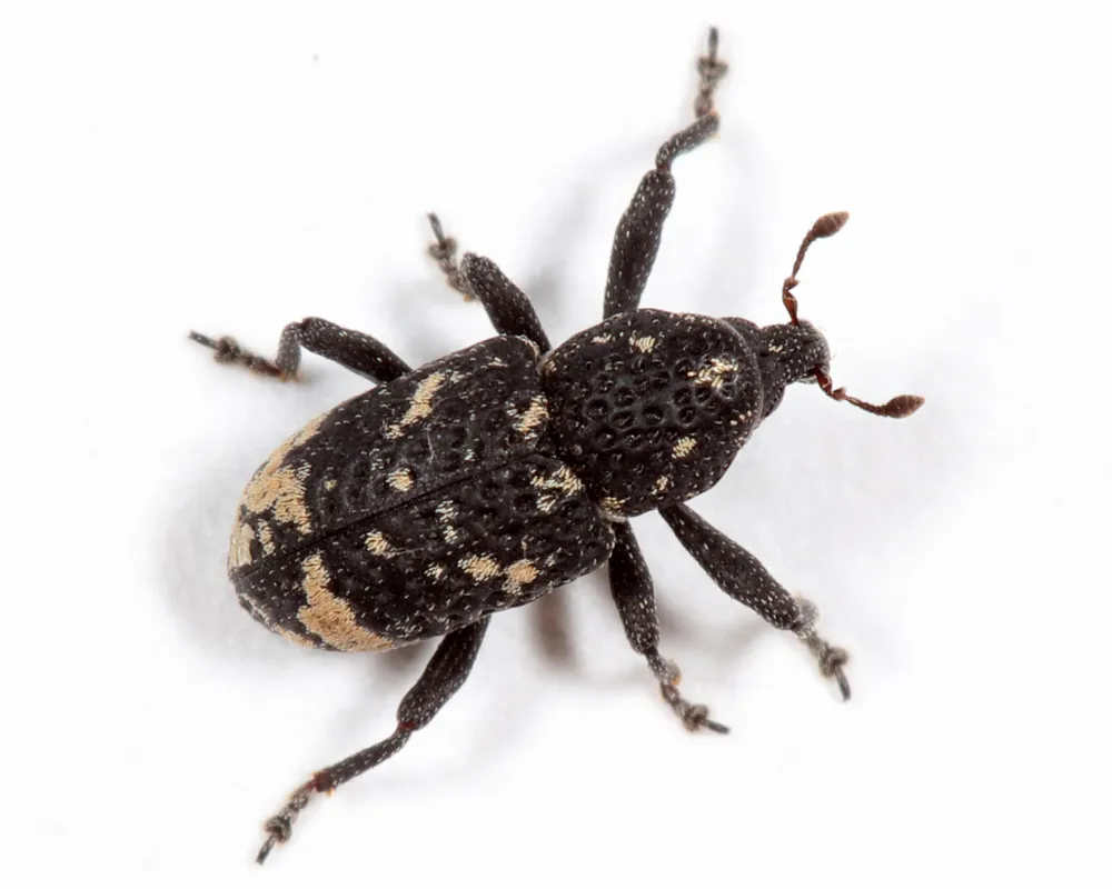 Tyloderma foveolatum - photo 2