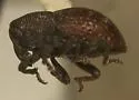 Tyloderma fragariae - Tyloderma fragariae