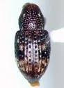 Tyloderma laporteae