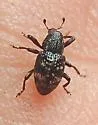 Tyloderma laporteae - photo 2