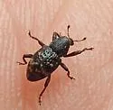 Tyloderma laporteae - photo 3