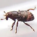 Tyloderma laporteae - photo 4