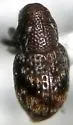 Tyloderma laporteae - photo 5