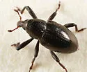 Tyloderma nigrum - Tyloderma nigrum