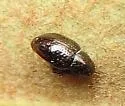 Tyloderma nigrum - photo 2