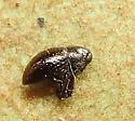 Tyloderma nigrum - photo 3