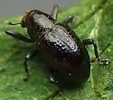 Tyloderma nigrum - photo 4