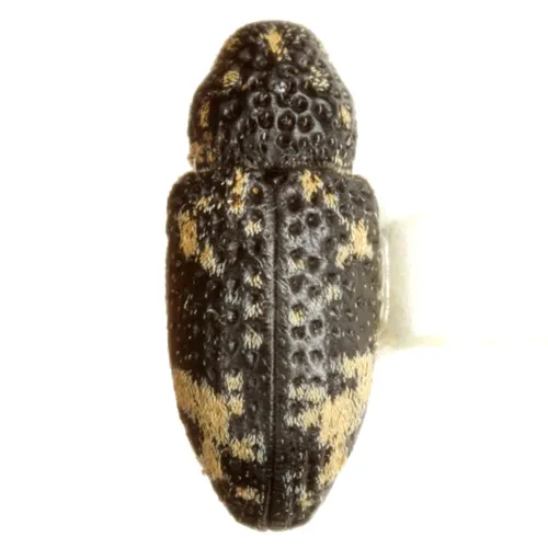 Tyloderma pseudofoveolatum - Tyloderma pseudofoveolatum