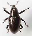 Tyloderma punctatum - photo 4