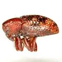 Tyloderma sphaerocarpae - Tyloderma sphaerocarpae