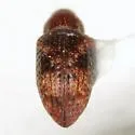 Tyloderma sphaerocarpae - photo 2