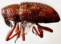 Tyloderma sphaerocarpae - photo 3