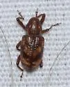 Tyloderma sphaerocarpae - photo 4
