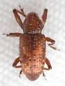 Tyloderma sphaerocarpae - photo 5