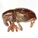 Tyloderma subpubescens - photo 2