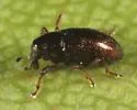 Tyloderma subpubescens - photo 3