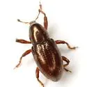Tyloderma subpubescens - photo 4